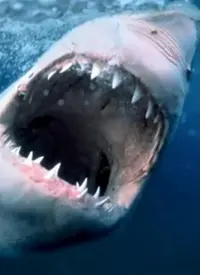 《海洋捕食者》：揭秘深海王者狩猎艺术，感受震撼原始生命力！